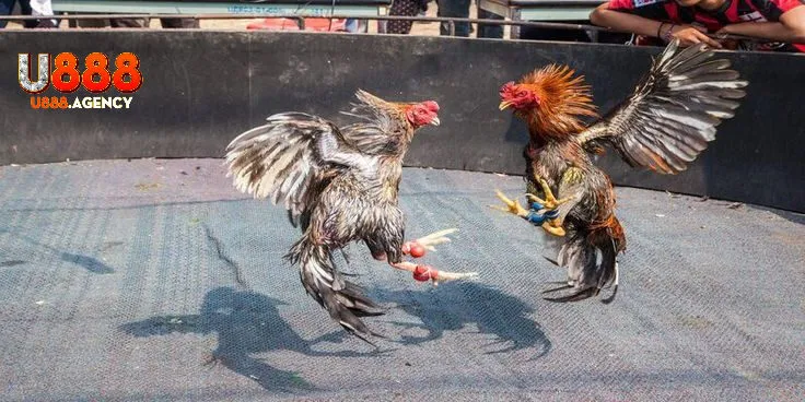 Thuật Ngữ Đá Gà Tại U888 – Đỉnh Cao Cá Cược Siêu Hấp Dẫn