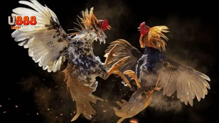 Cập Nhật Lịch Đá Gà Theo Giờ Thực – Không Bỏ Lỡ Khoảnh Khắc Quyết Định